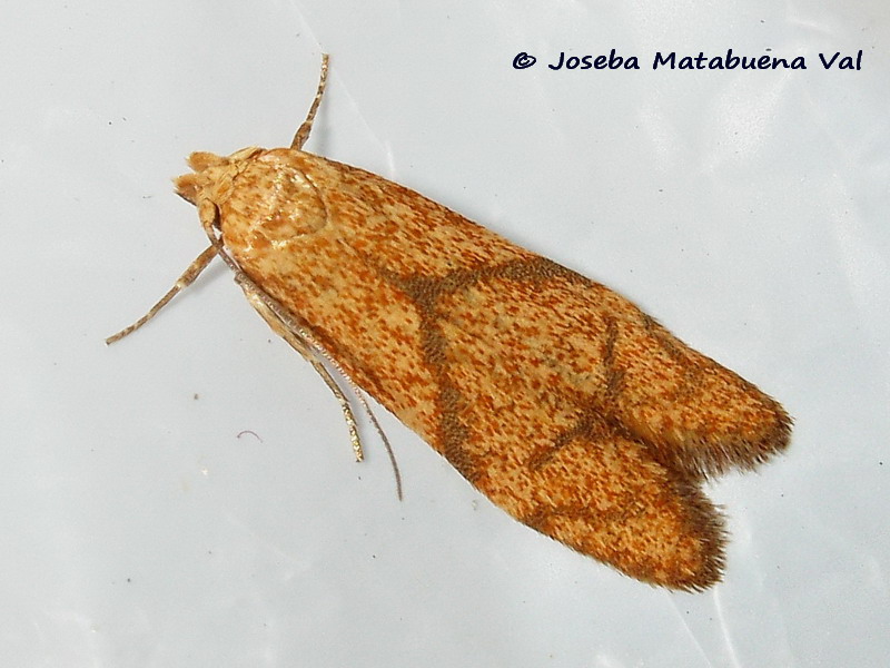 Blastobasis decolorella - Blastobasidae